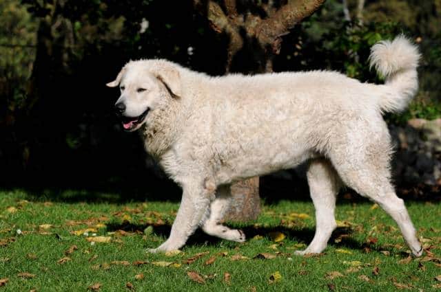 Kuvasz