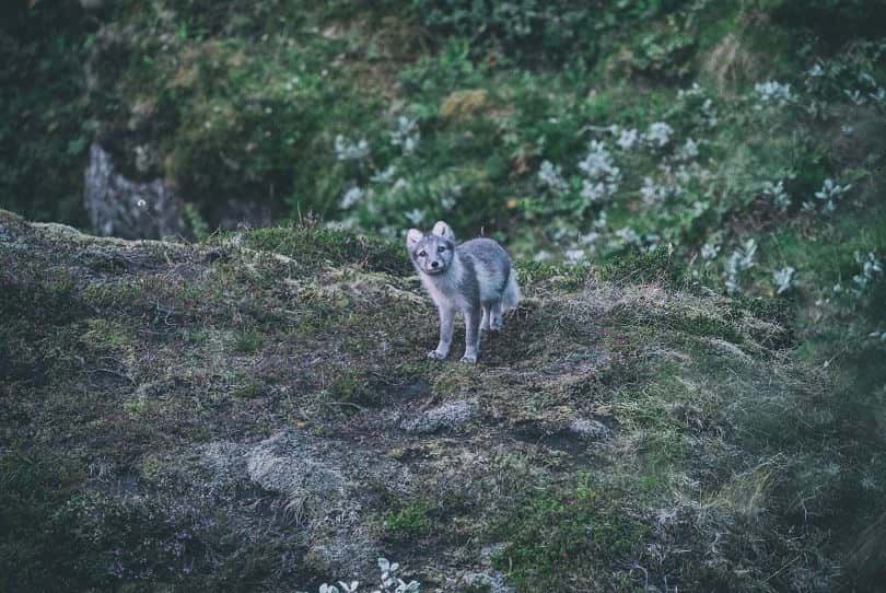 får man ha räv som husdjur