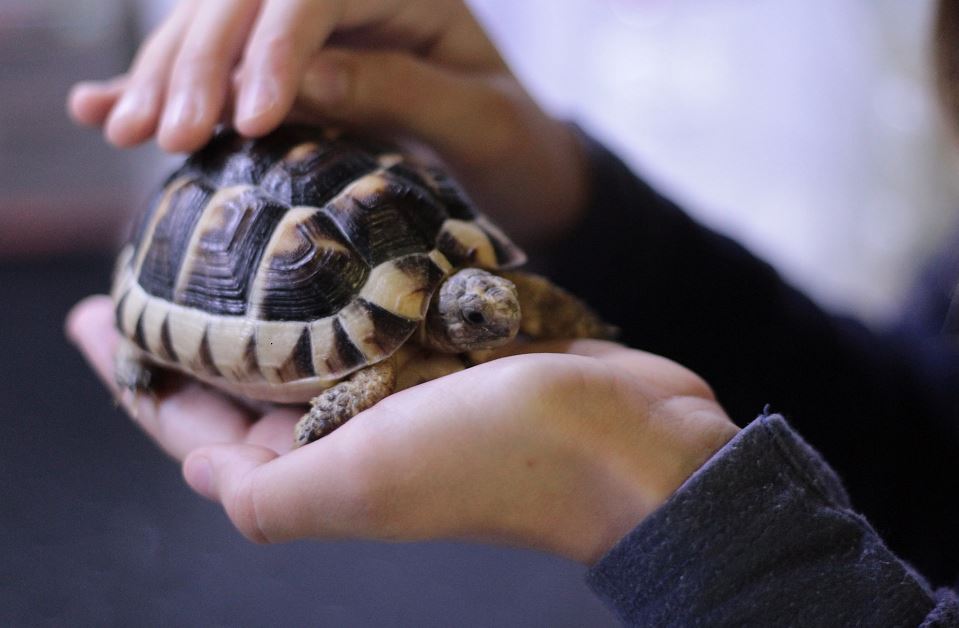 husdjur utan päls sköldpadda
