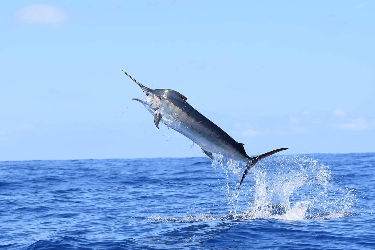 Snabbaste fisken: 10 arter som är skapta för höga hastigheter