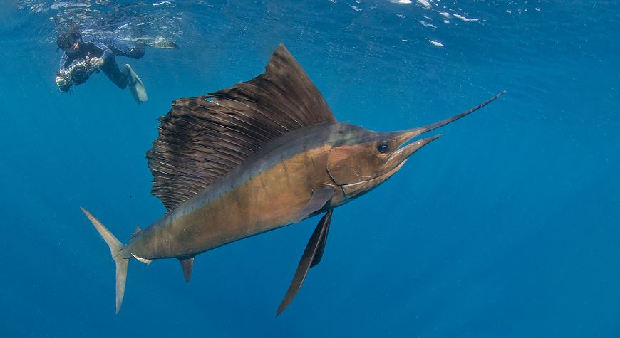 Segelfisk
