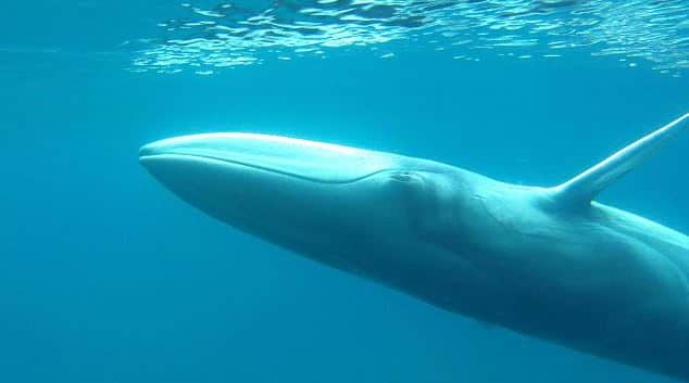 Balaenoptera omurai