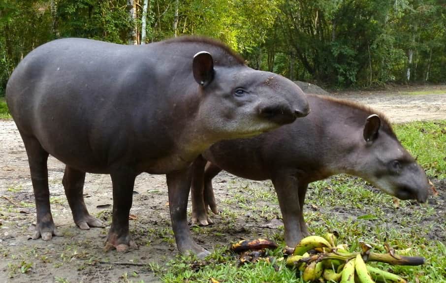 Centralamerikansk Tapir