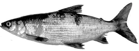 Coregonus nigripinnis