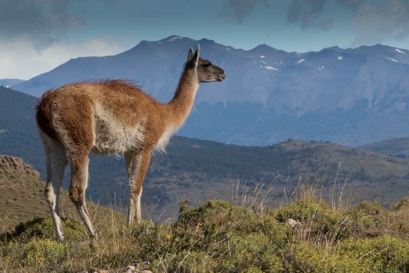 Guanaco