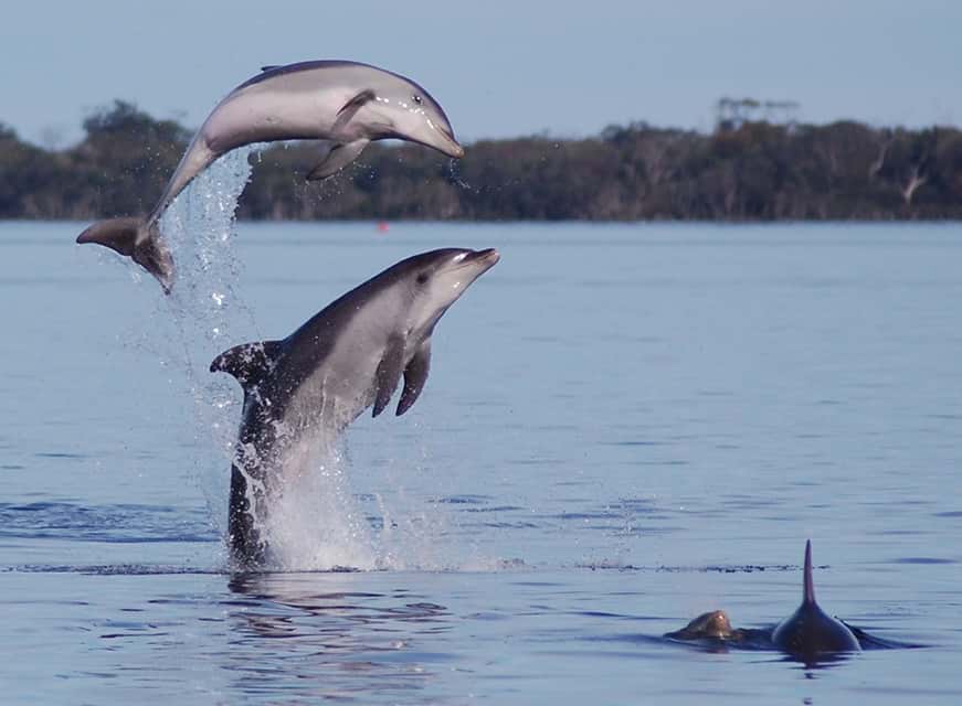 Tursiops australis