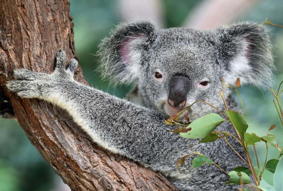 koala