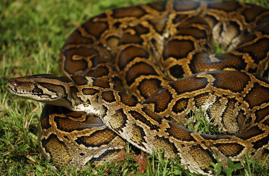 världens största orm