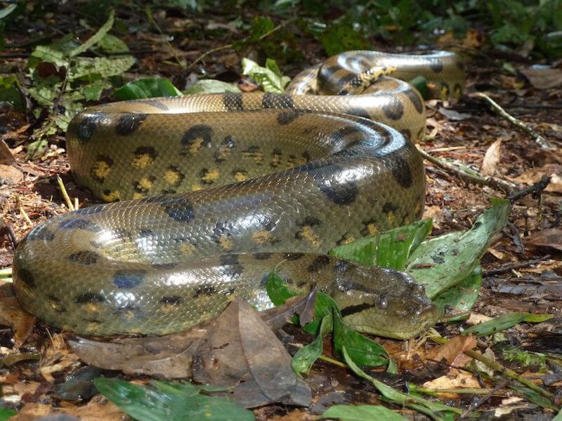 världens största orm