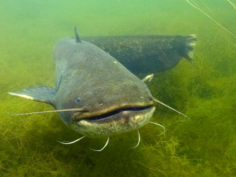 världens största sötvattenfisk