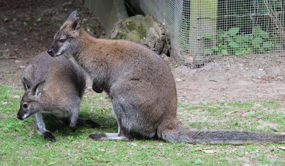 djur i australien vallaby