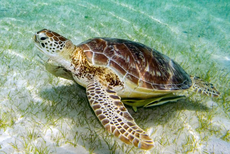 Grön havssköldpadda