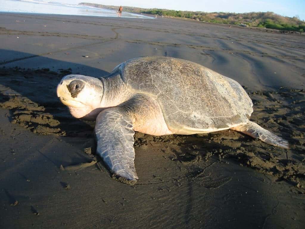 Sydlig bastardsköldpadda