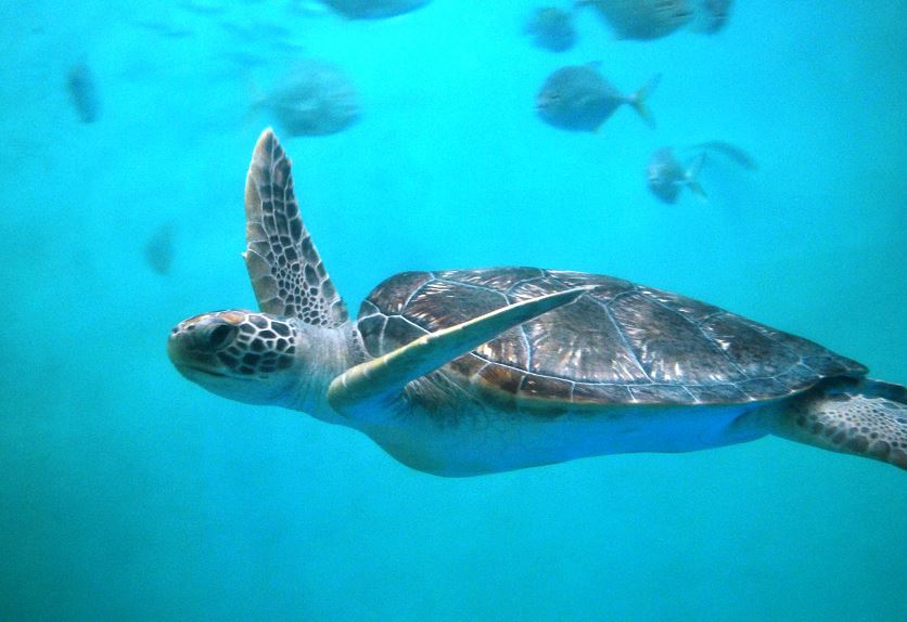 världens största sköldpaddor