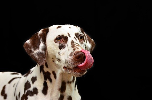 Kan Hundar äta Jordgubbar? Lurvigt