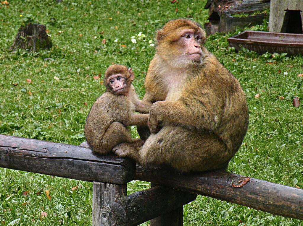 Berberapa (Macaca sylvanus), hona med unge