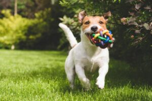 Aktiveringsleksaker hund Bäst i Test