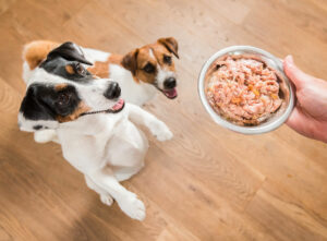 våtfoder hund bäst i test